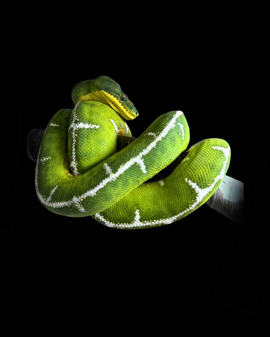 Available Snakes 2026 | Amazon Basins